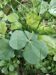 Oxalis debilis