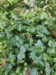 Oxalis debilis