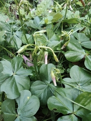 Oxalis debilis
