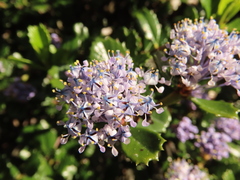 Ceanothus gloriosus