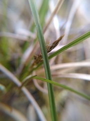 Carex arenaria