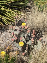 Opuntia azurea