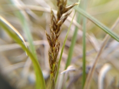 Carex arenaria