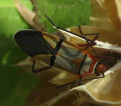 Dysdercus nigrofasciatus