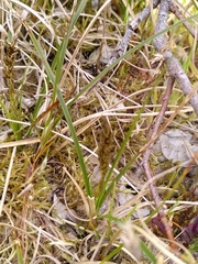 Carex arenaria