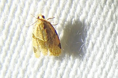 Choristoneura fractivittana