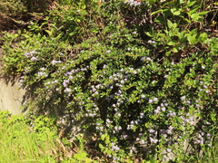 Ceanothus gloriosus
