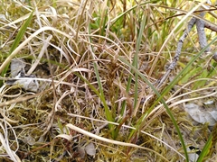 Carex arenaria