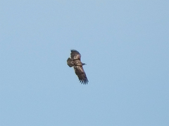 Haliaeetus albicilla