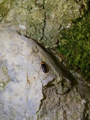 Abscondita cerata