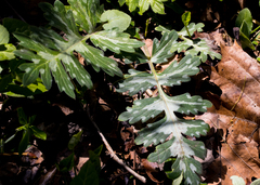 Hydrophyllum appendiculatum
