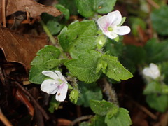 Veronica oligosperma