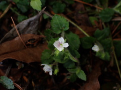 Veronica oligosperma