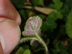 Veronica oligosperma