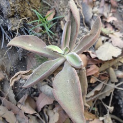 Echeveria coccinea