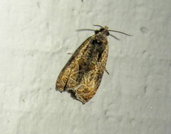 Olethreutes clavana