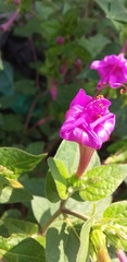 Mirabilis jalapa