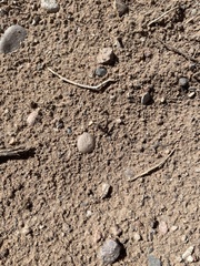Pogonomyrmex rugosus