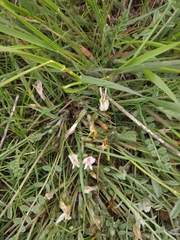 Astragalus testiculatus