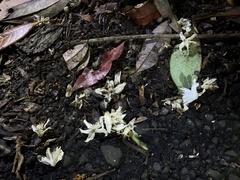 Alniphyllum pterospermum