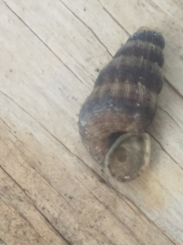 Chondropomatinae
