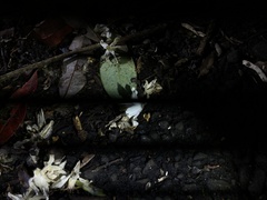 Alniphyllum pterospermum