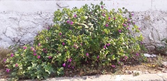 Mirabilis jalapa