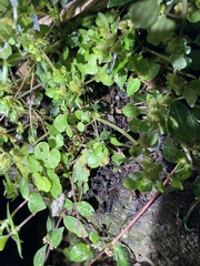 Pilea peploides major