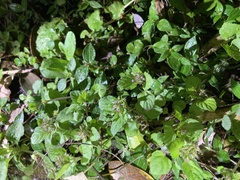 Pilea peploides major
