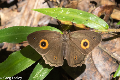 Heteropsis subsimilis