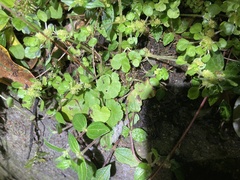 Pilea peploides major