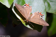 Saribia
