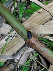 Abscondita cerata