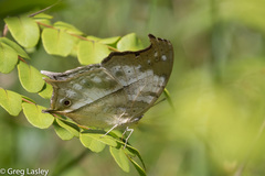 Protogoniomorpha duprei