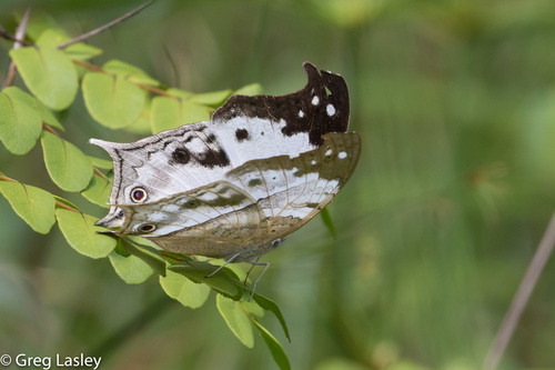 Madagascan Mother-of-pearl