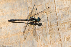 Neodythemis trinervulata
