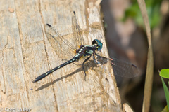 Neodythemis trinervulata