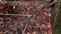 Trimeresurus gracilis