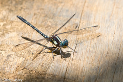 Neodythemis trinervulata