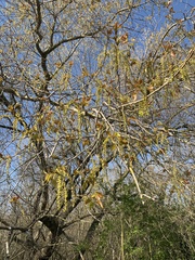 Magnoliopsida