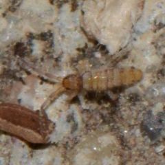 Entomobrya atrocincta