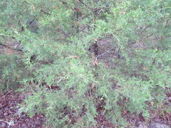 Diaporthe juniperivora