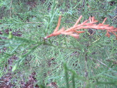 Diaporthe juniperivora