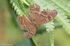 Junonia goudotii