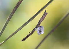 Miagrammopes orientalis