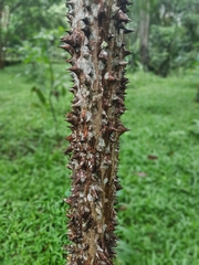 Pochota fendleri
