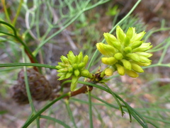 Isopogon anethifolius