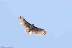 Buteo brachypterus