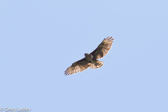 Buteo brachypterus