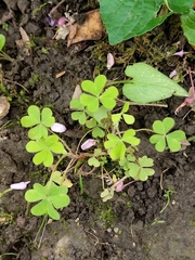 Oxalis